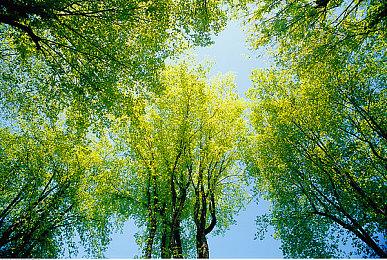 多家NFT开发者联合请愿 希望V社撤销对区块链游戏的禁令